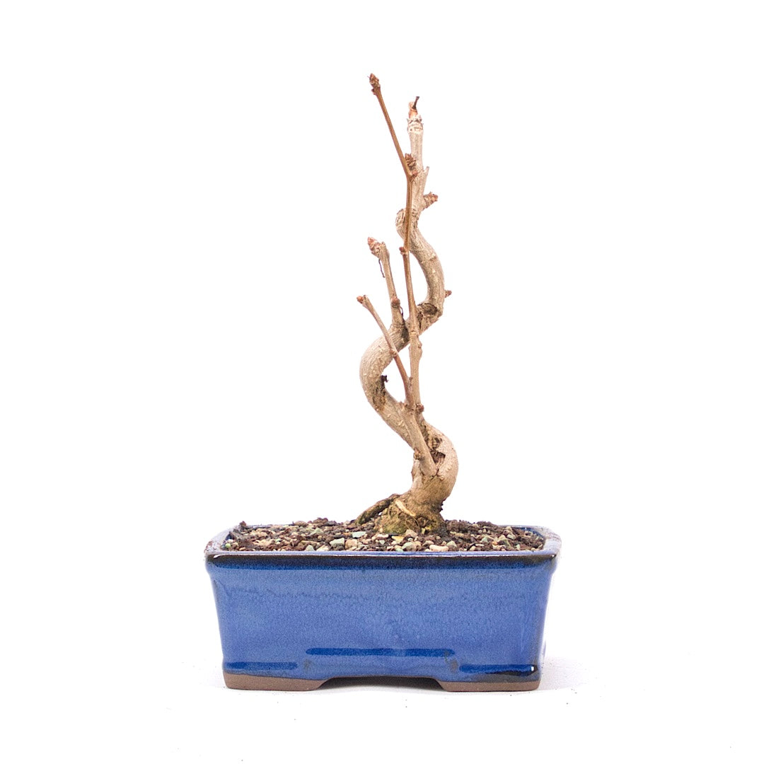 Ginkgo biloba 'Fächerblattbaum'