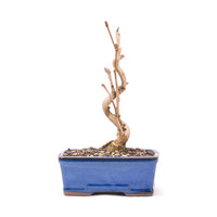 Ginkgo biloba 'Fächerblattbaum'