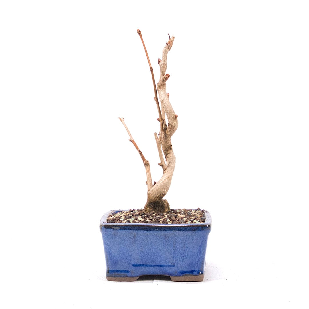Ginkgo biloba 'Fächerblattbaum'