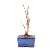 Ginkgo biloba 'Fächerblattbaum'