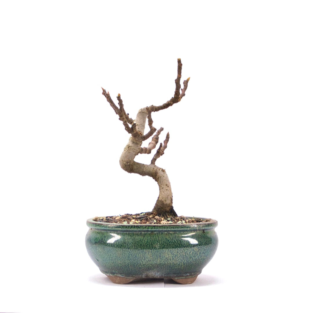 Essfeige 'Ficus carica'