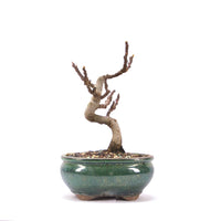 Essfeige 'Ficus carica'