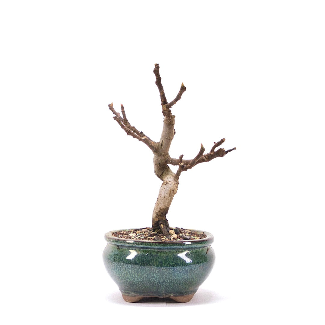 Essfeige 'Ficus carica'