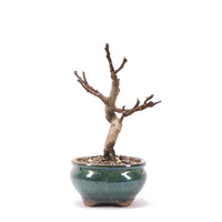 Essfeige 'Ficus carica'