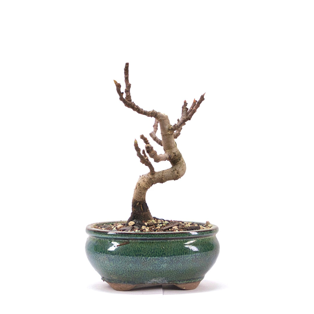 Essfeige 'Ficus carica'