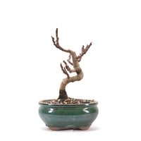 Essfeige 'Ficus carica'