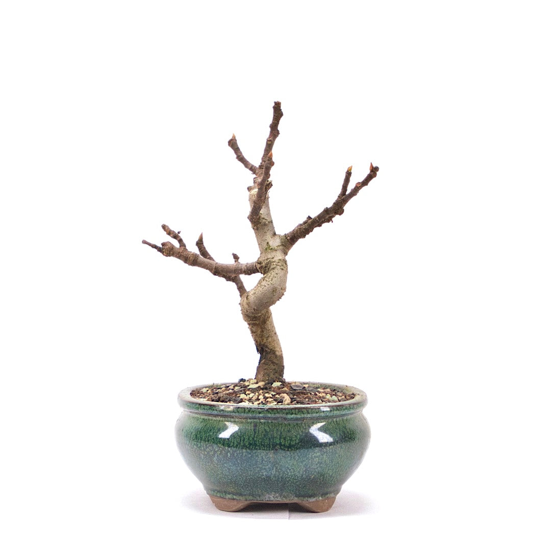 Essfeige 'Ficus carica'