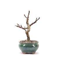 Essfeige 'Ficus carica'