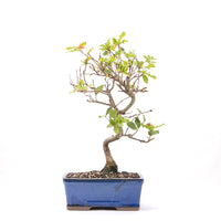 Portugiesische Eiche 'Quercus faginea'