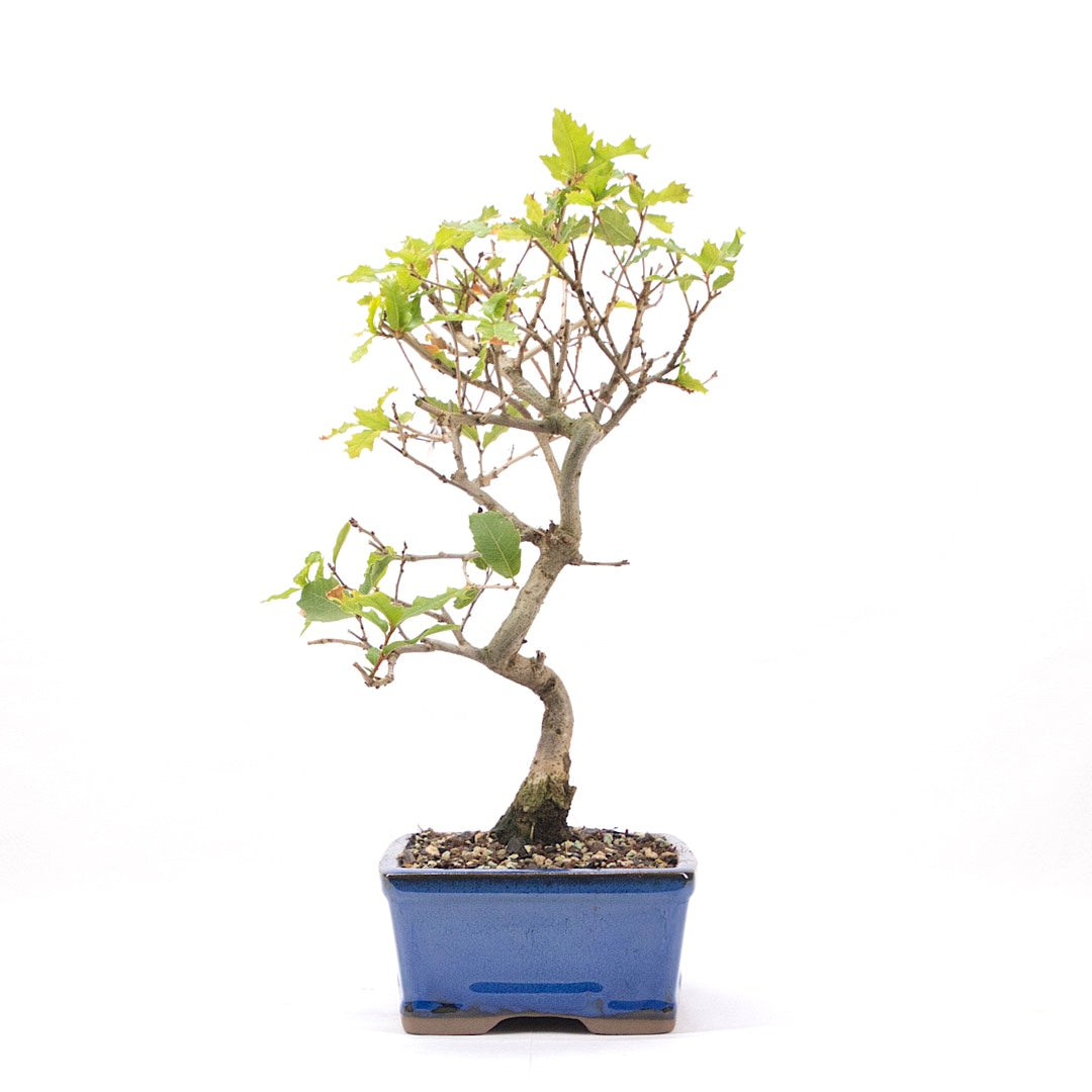 Portugiesische Eiche 'Quercus faginea'