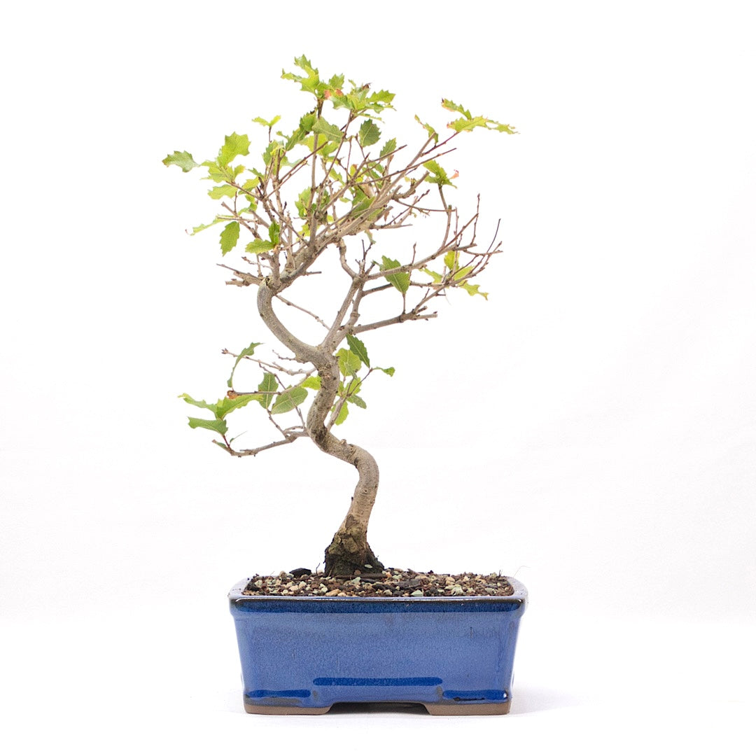 Portugiesische Eiche 'Quercus faginea'