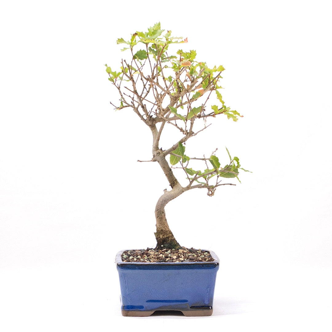 Portugiesische Eiche 'Quercus faginea'