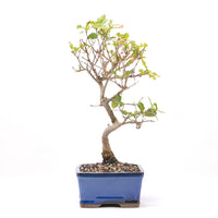 Portugiesische Eiche 'Quercus faginea'