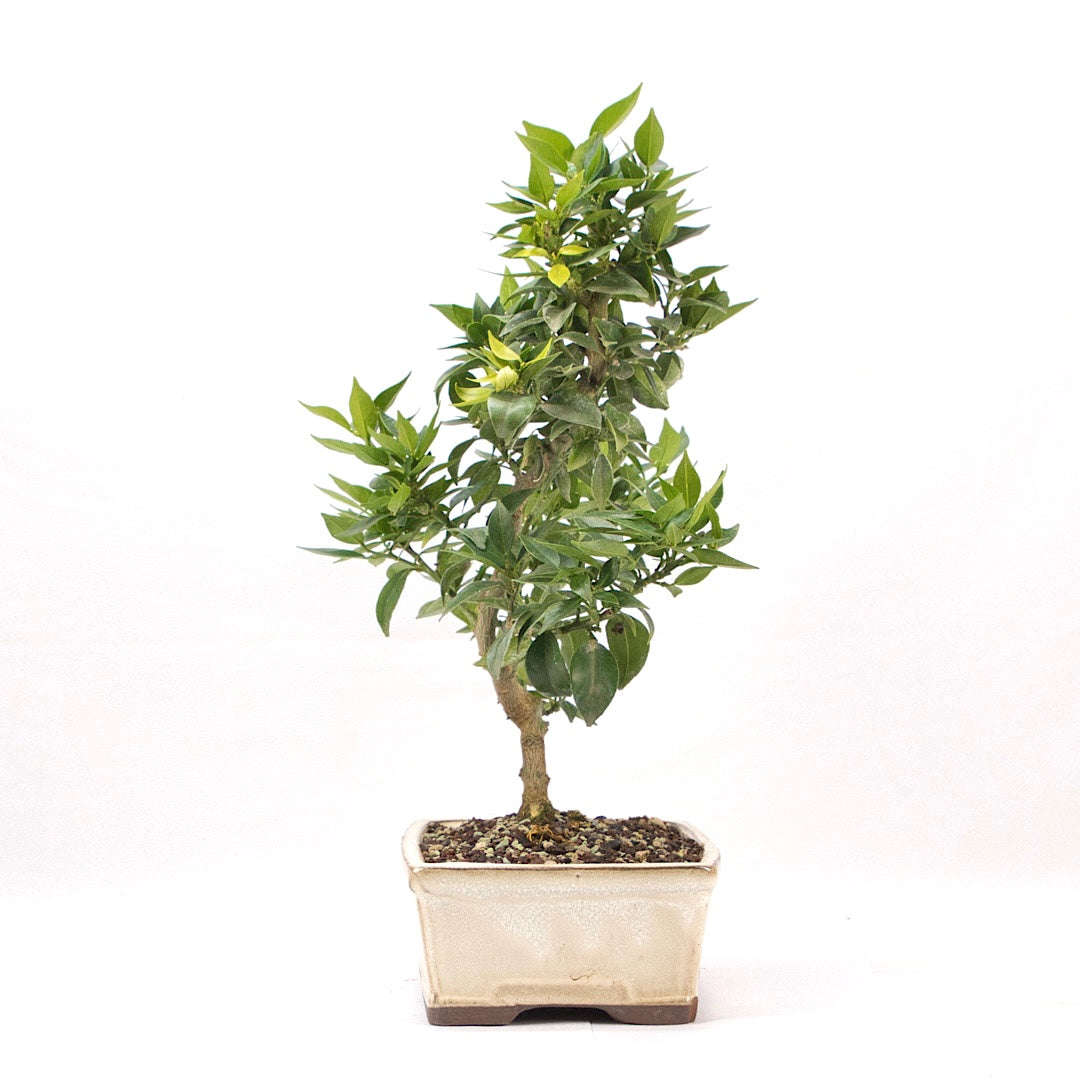 Bitterorange 'Citrus myrtifolia'