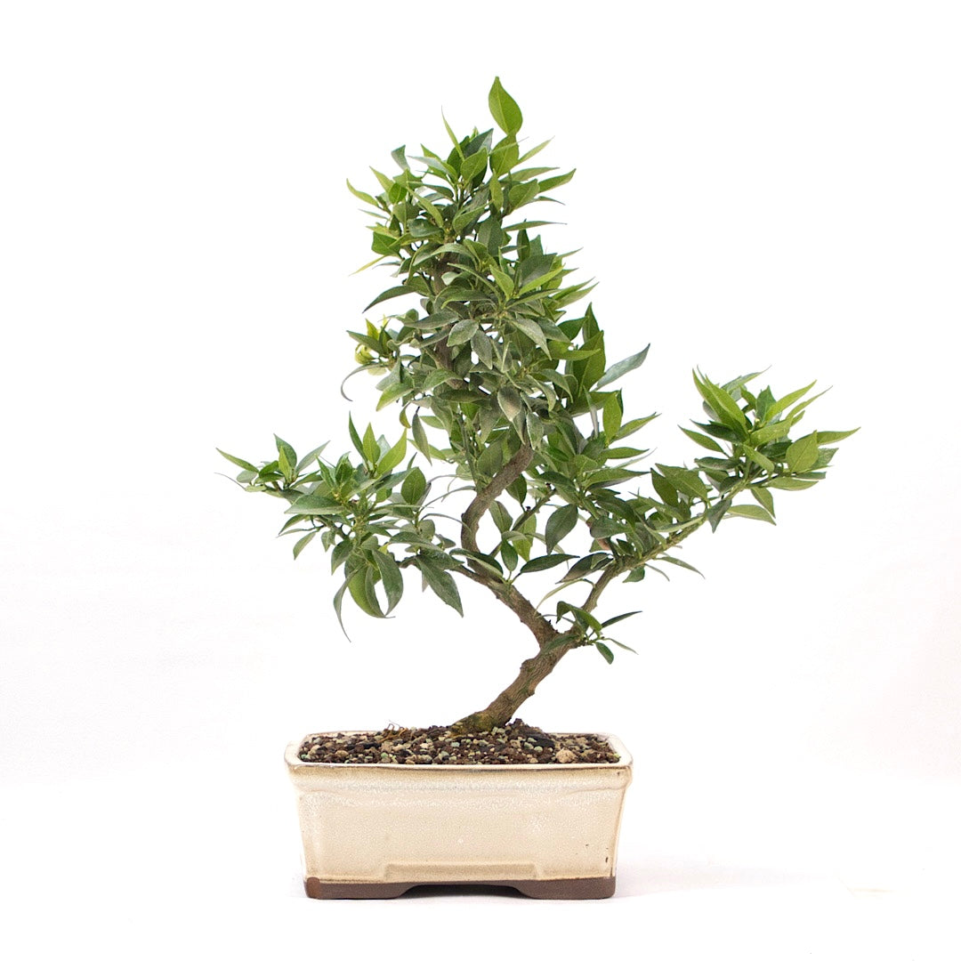 Bitterorange 'Citrus myrtifolia'