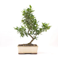 Bitterorange 'Citrus myrtifolia'