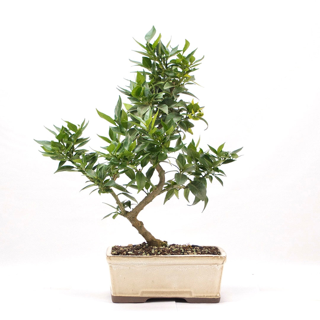 Bitterorange 'Citrus myrtifolia'