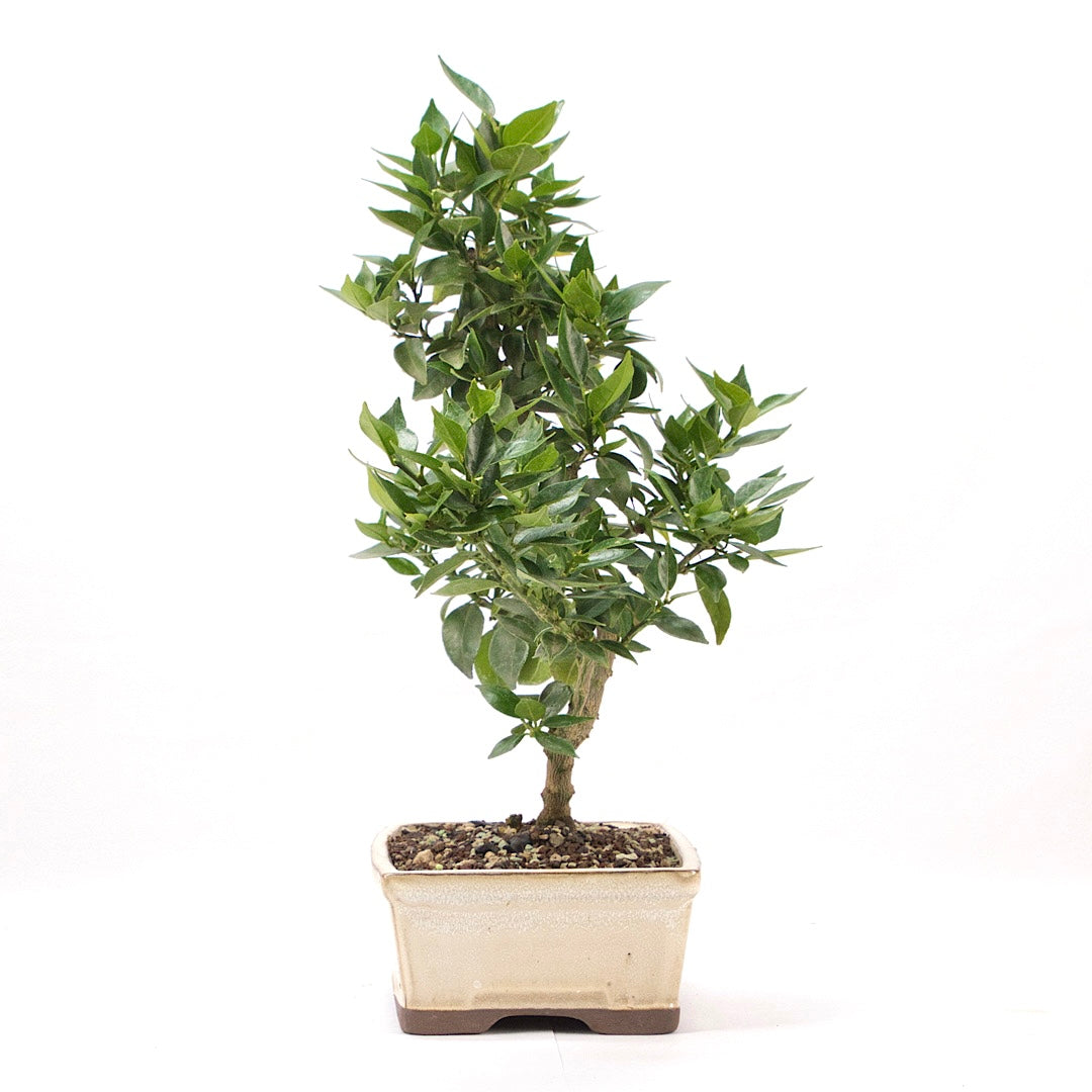 Bitterorange 'Citrus myrtifolia'