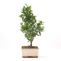 Bitterorange 'Citrus myrtifolia'