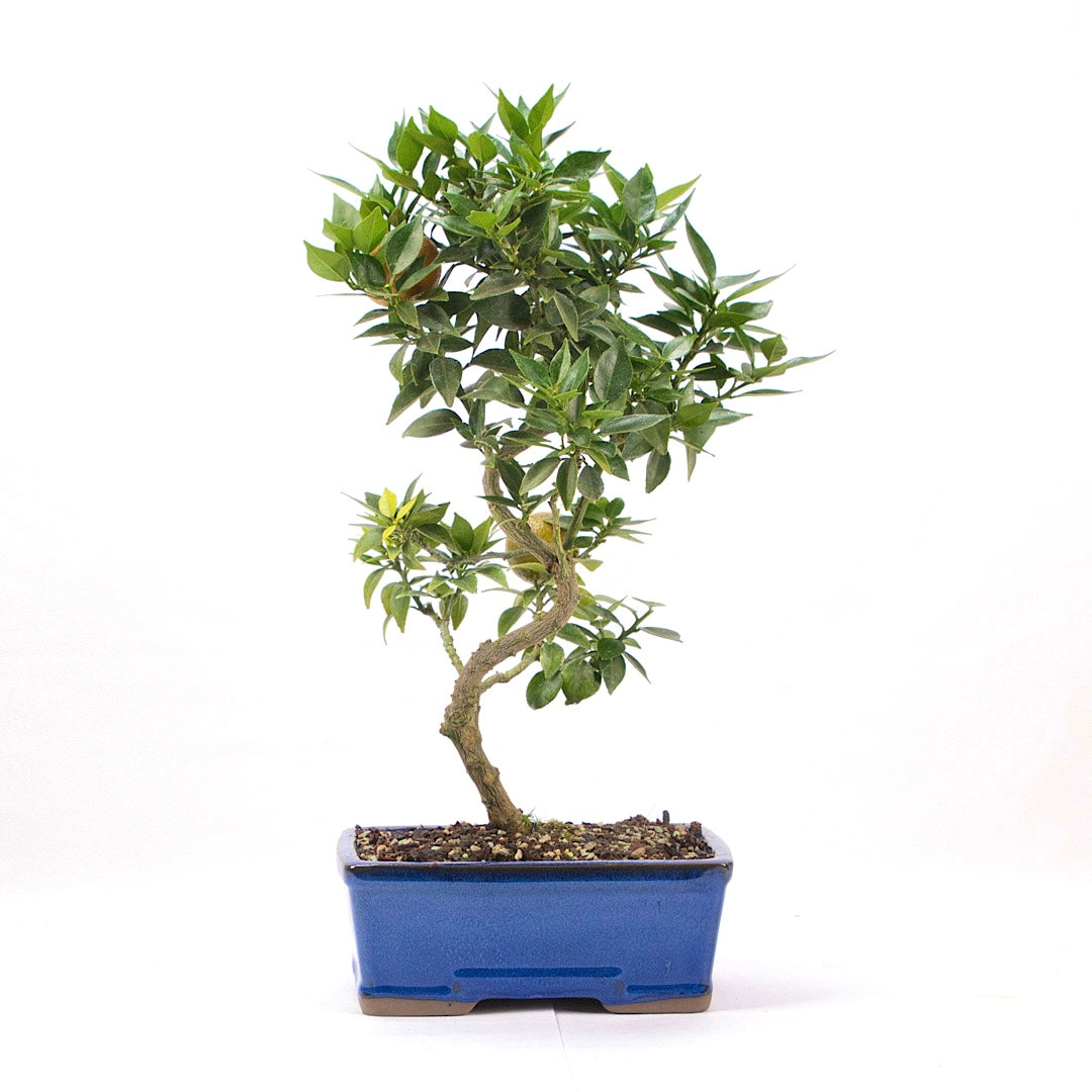 Bitterorange 'Citrus myrtifolia'