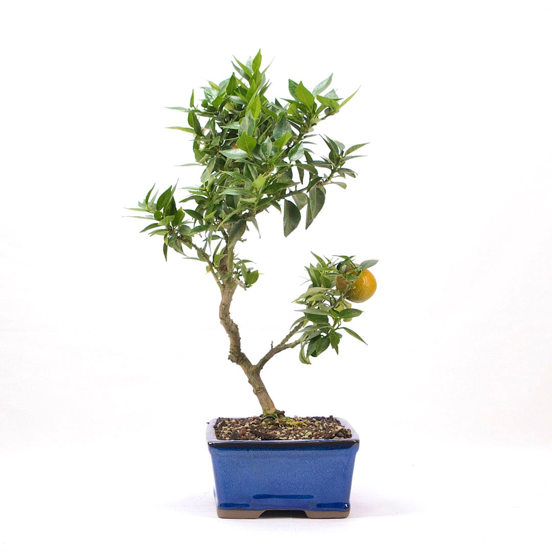 Bitterorange 'Citrus myrtifolia'