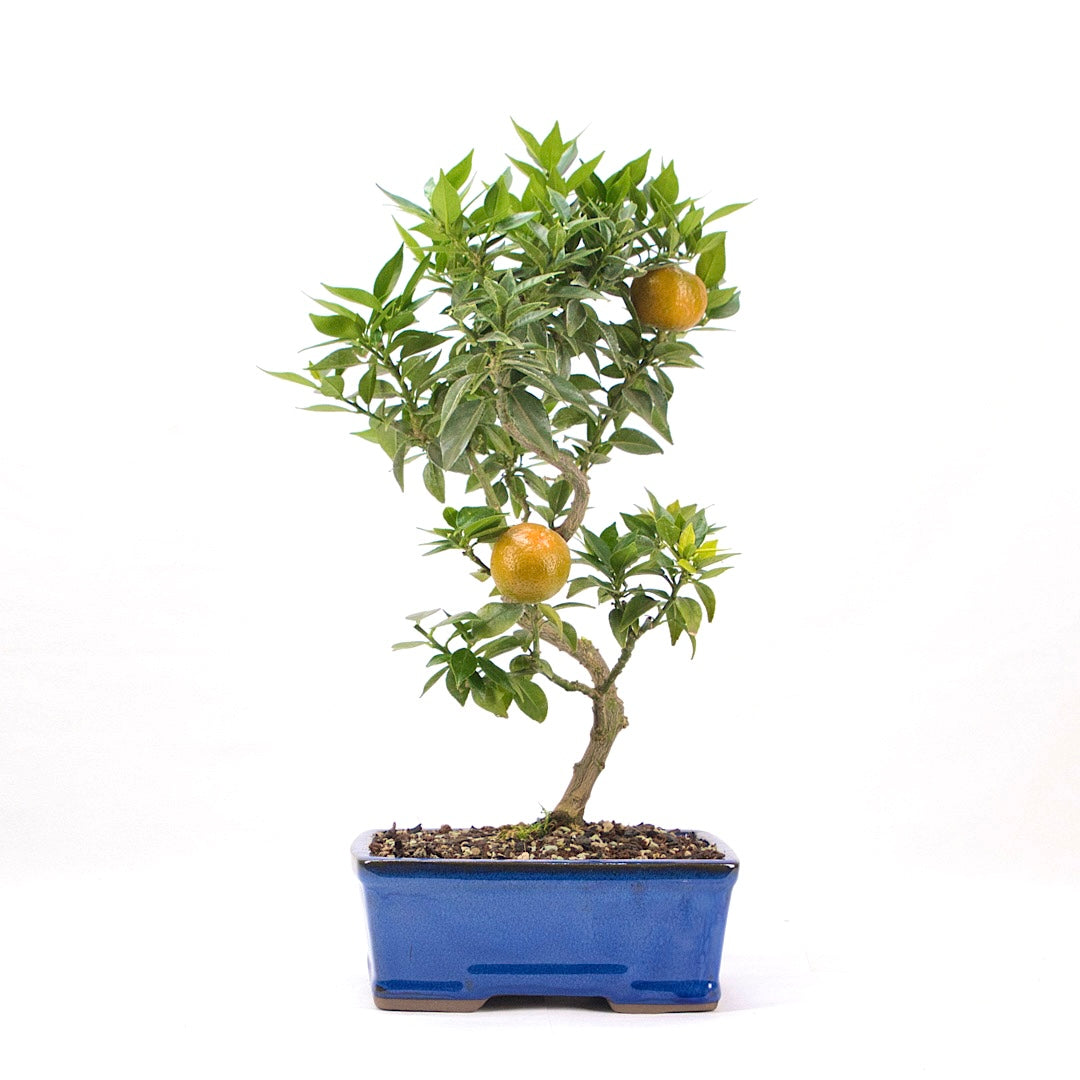 Bitterorange 'Citrus myrtifolia'