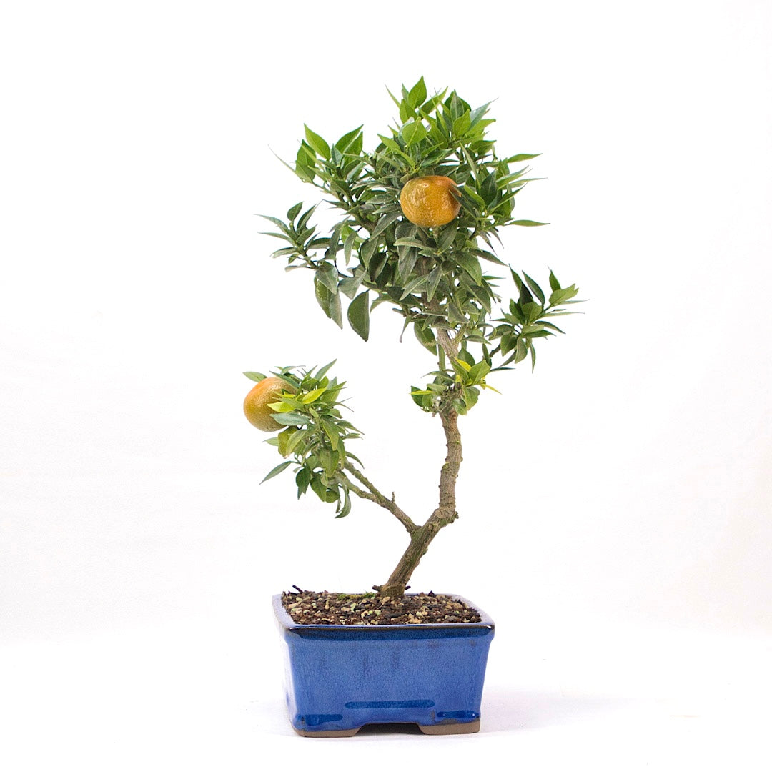 Bitterorange 'Citrus myrtifolia'