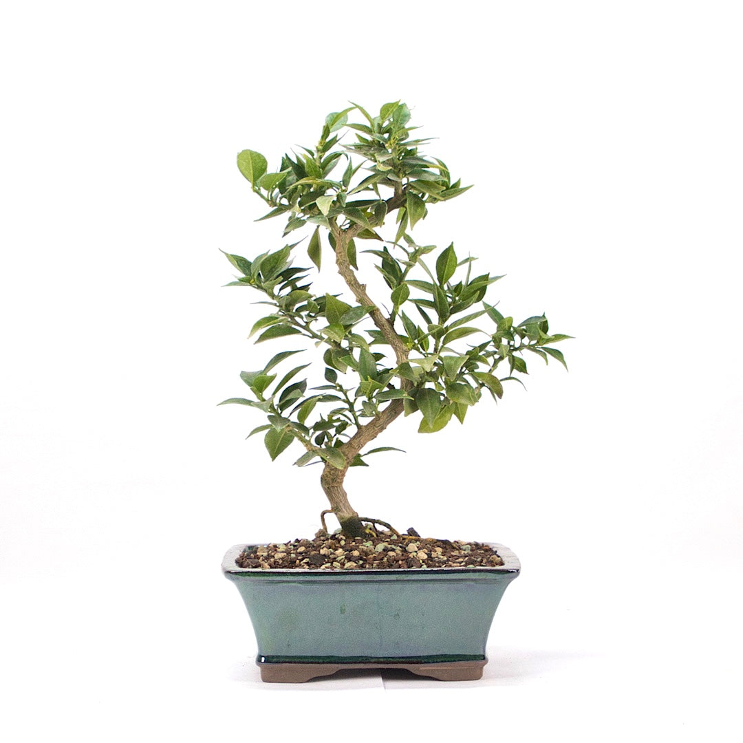 Bitterorange 'Citrus myrtifolia'