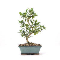 Bitterorange 'Citrus myrtifolia'