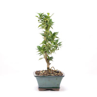 Bitterorange 'Citrus myrtifolia'
