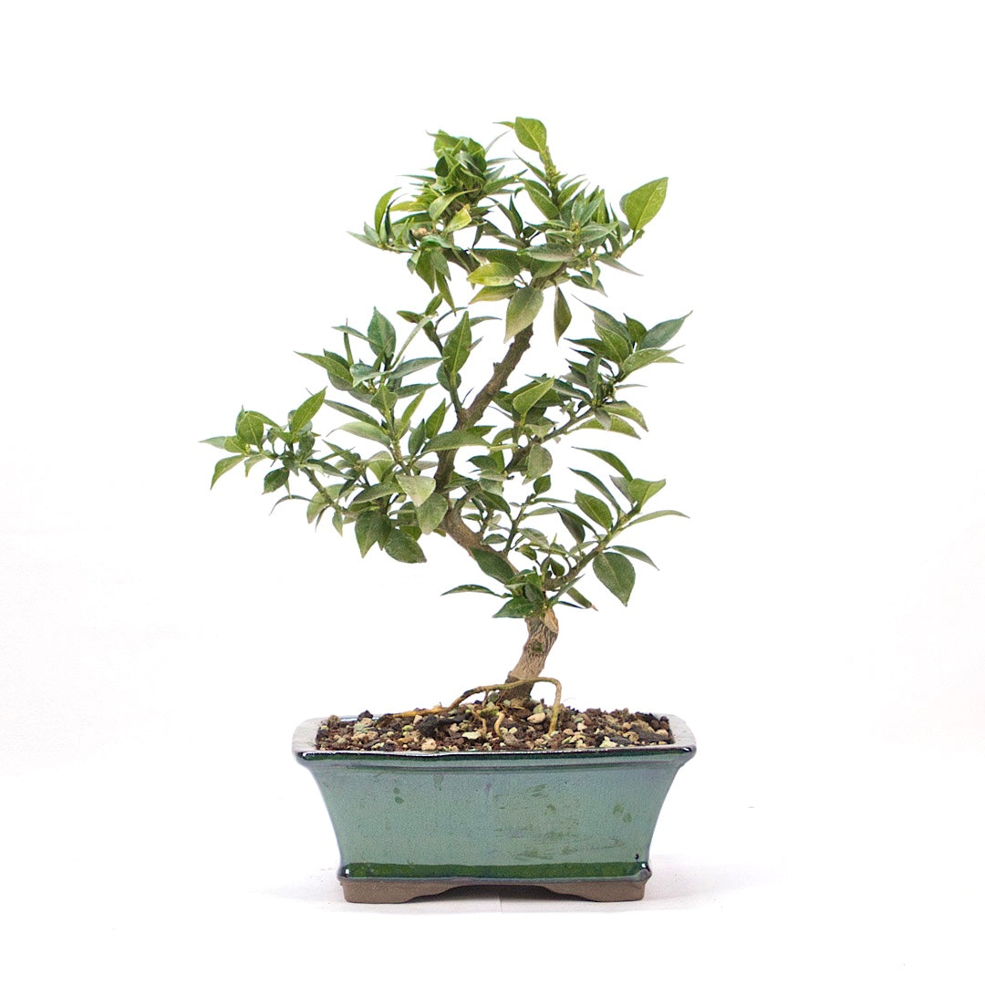 Bitterorange 'Citrus myrtifolia'