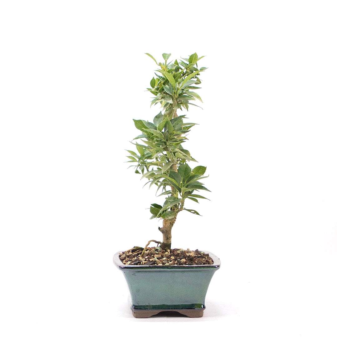 Bitterorange 'Citrus myrtifolia'