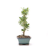 Bitterorange 'Citrus myrtifolia'