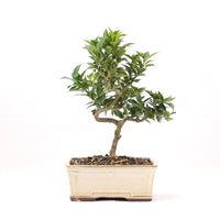 Bitterorange 'Citrus myrtifolia'