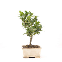 Bitterorange 'Citrus myrtifolia'