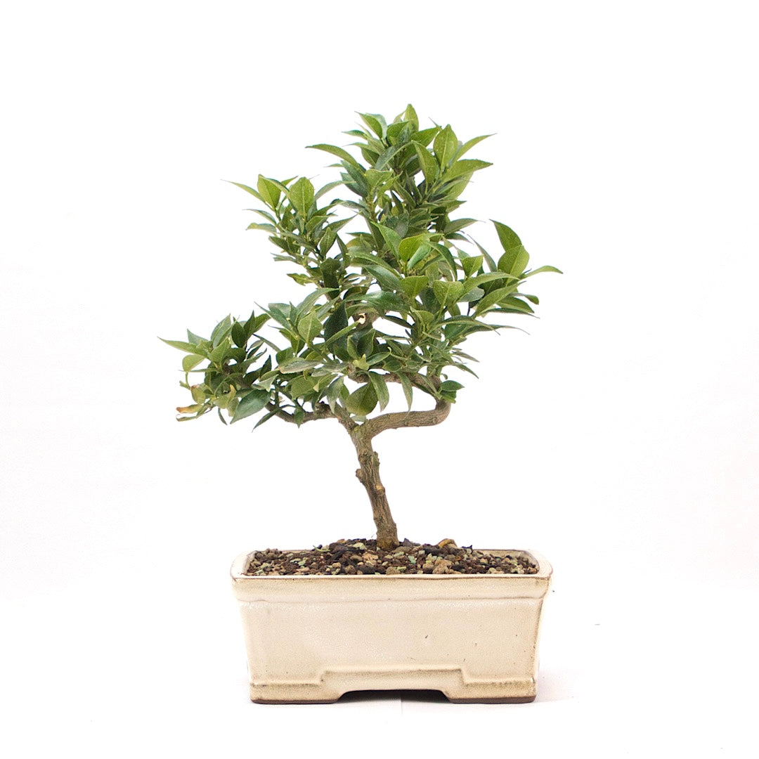 Bitterorange 'Citrus myrtifolia'