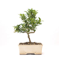Bitterorange 'Citrus myrtifolia'