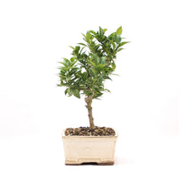 Bitterorange 'Citrus myrtifolia'