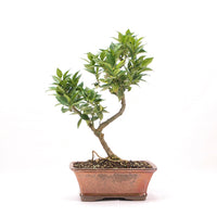 Bitterorange 'Citrus myrtifolia'