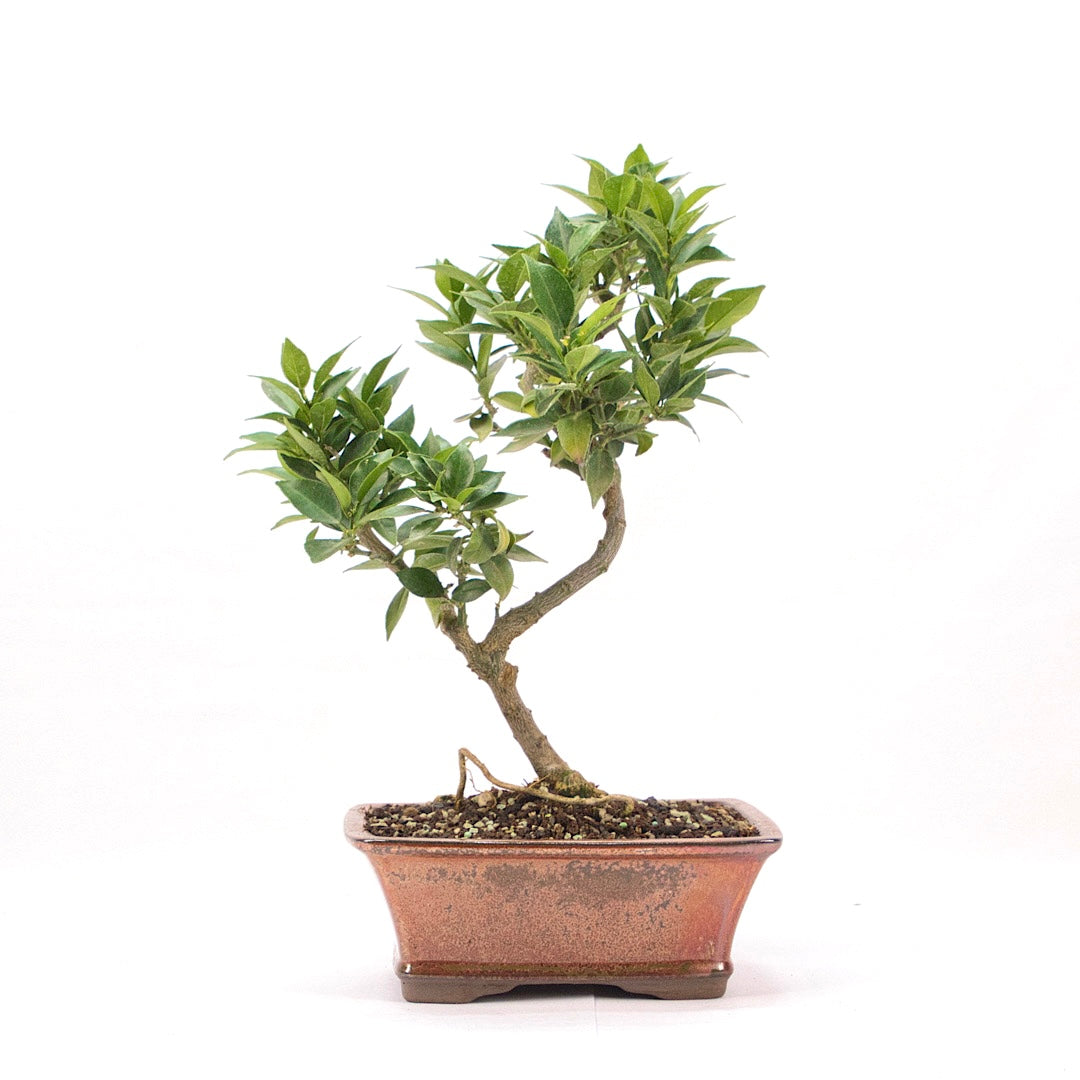 Bitterorange 'Citrus myrtifolia'