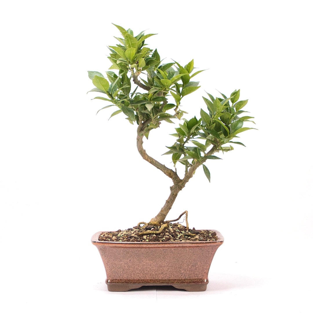 Bitterorange 'Citrus myrtifolia'