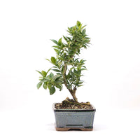 Bitterorange 'Citrus myrtifolia'