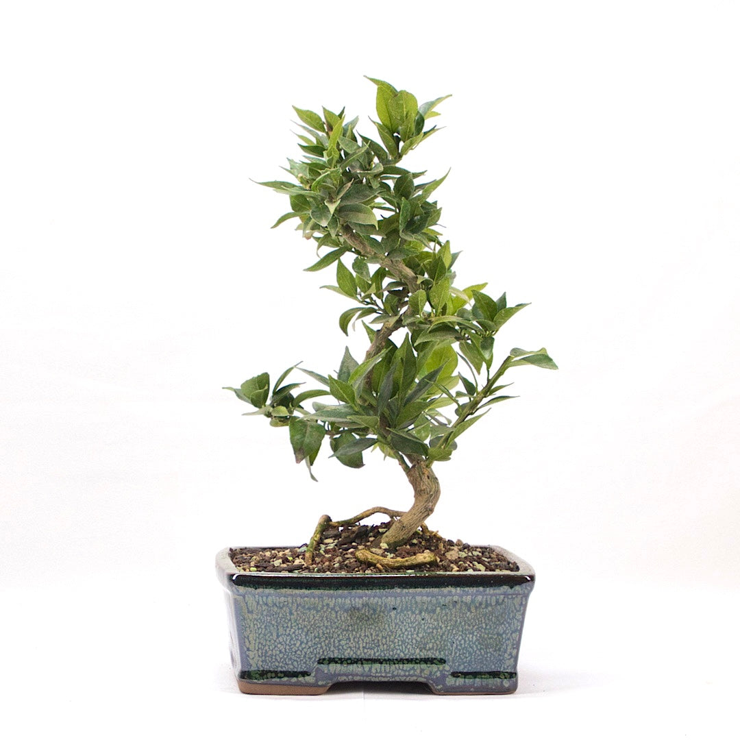 Bitterorange 'Citrus myrtifolia'