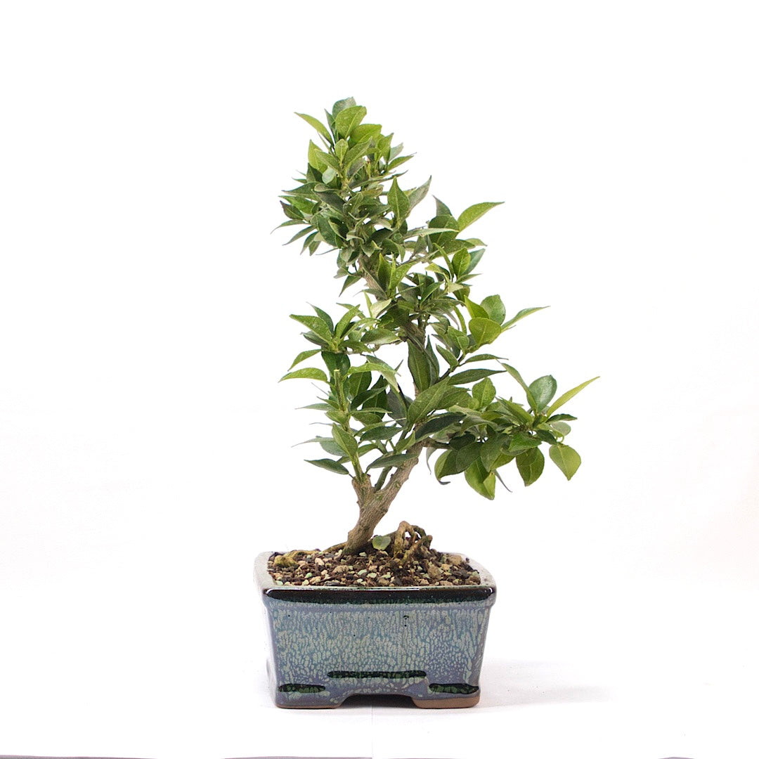 Bitterorange 'Citrus myrtifolia'