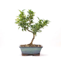 Bitterorange 'Citrus myrtifolia'