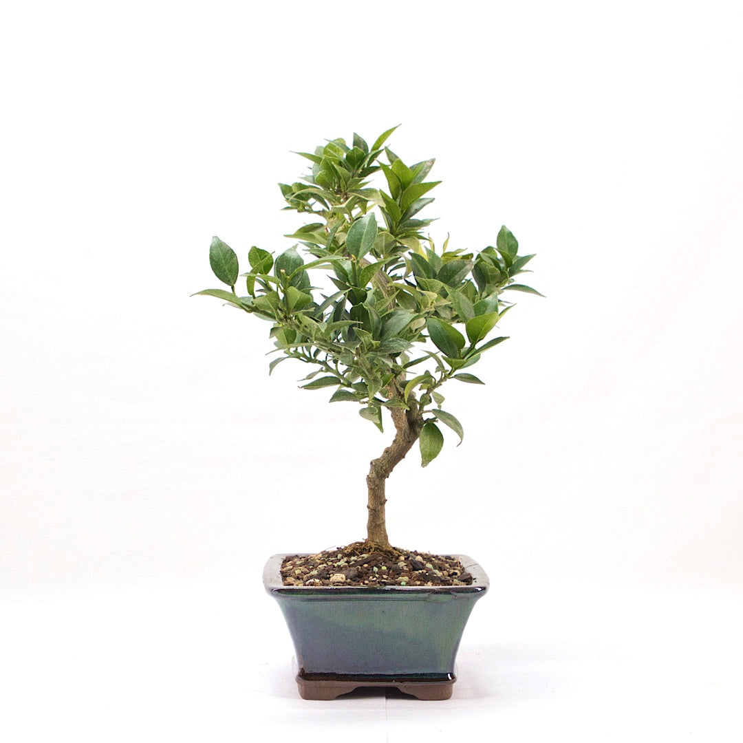 Bitterorange 'Citrus myrtifolia'