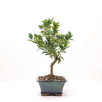 Bitterorange 'Citrus myrtifolia'