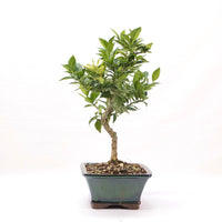 Bitterorange 'Citrus myrtifolia'