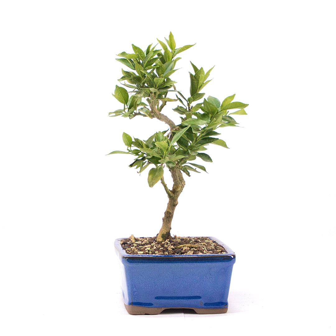 Bitterorange 'Citrus myrtifolia'