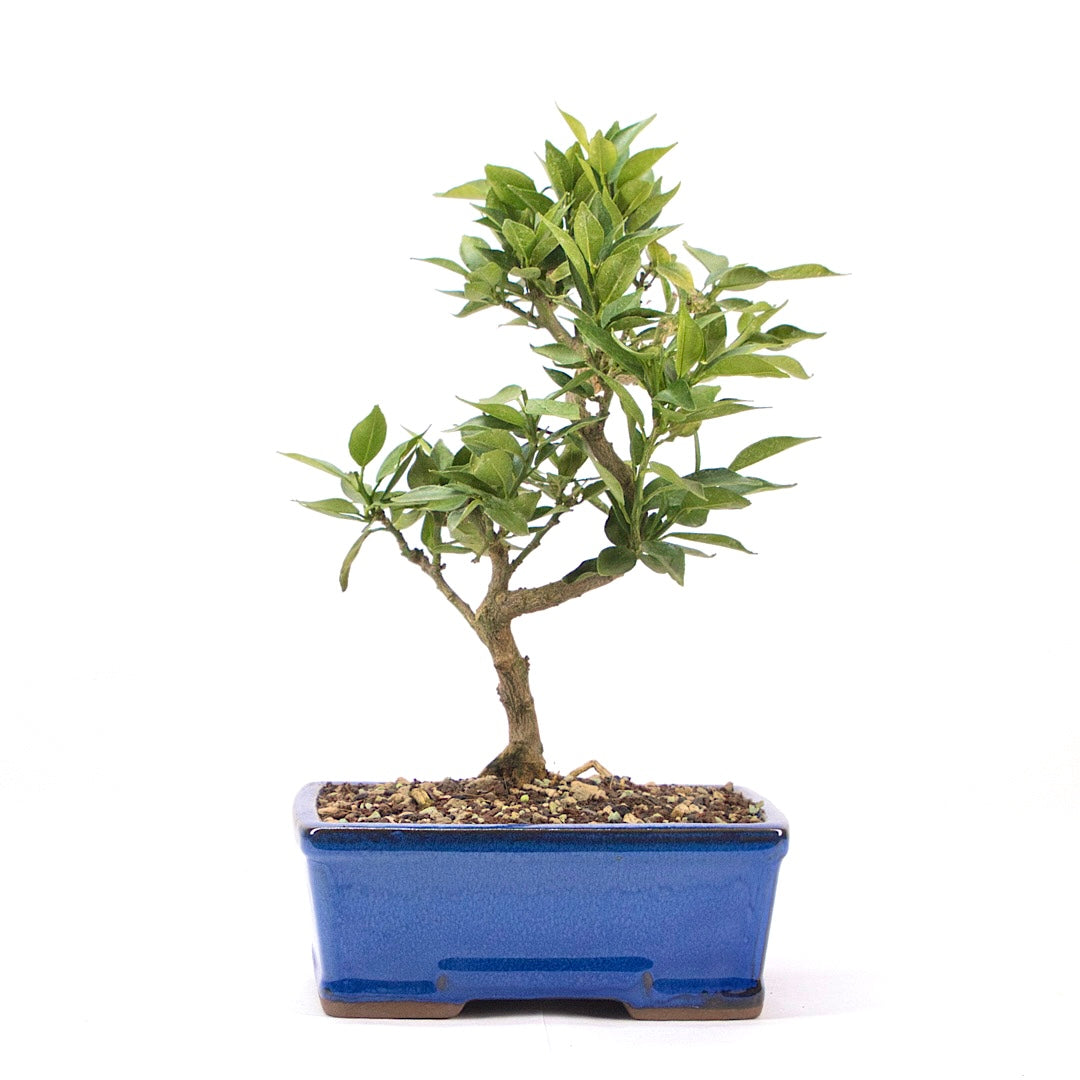Bitterorange 'Citrus myrtifolia'